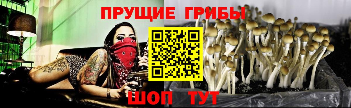 Бор  Галлюциногенные грибы прущие грибы  Вход с VPN 
